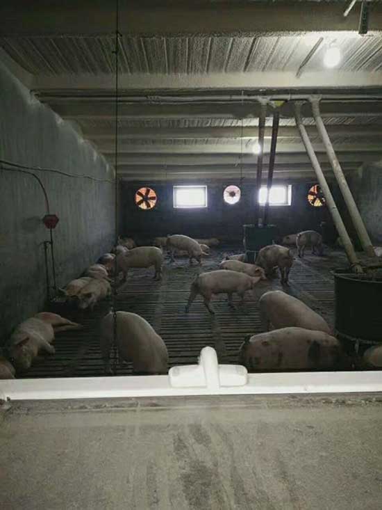 牧原養(yǎng)豬場pvc板連接處聚氨酯噴涂